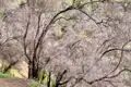 Bäume entlang des Wanderwegs.