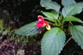 Nahaufnahme einer rot-gelben Blüte mit markanten grünen Blättern.