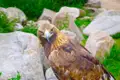 Ein Adler sitzt inmitten von Steinen und Grün.