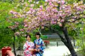 Zwei Frauen in Kimonos unter einem blühenden Kirschbaum.