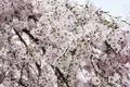 Kirschblüten im Detail.