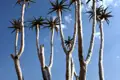Gruppe von Aloe-Pflanzen mit ihren einzigartigen Stämmen und Blättern vor blauem Himmel.