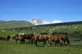 Pferde und Schafe grasen auf einer Bergweide.