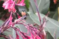 Kolibri auf einem blühenden Stängel.