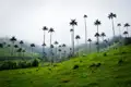 Wachsende Palmen im Cocora Tal, Kolumbien.
