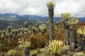 Frailejones-Pflanzen in einer Berglandschaft der Anden.