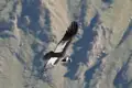 Andenkondor im Flug über die Anden.