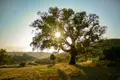 Baum im Sonnenaufgang.