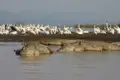 Krokodile und Pelikane teilen sich den Lebensraum am Ufer eines Sees.