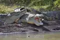 Gruppe von Krokodilen, die sich am Flussufer ausruhen.