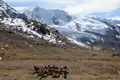 Lamas tragen Gepäck in einer bergigen Landschaft mit Schnee und Gletschern.
