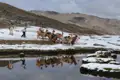 Lamas transportieren Gepäck durch eine verschneite Berglandschaft in den Anden.