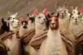 Lamas mit traditionellen Satteldecken und bunten Quasten.