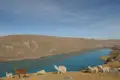 Alpakas in einer Berglandschaft mit türkisfarbenem See.