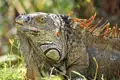 Leguan