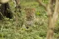 Leopard im Unterholz