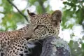 Leopard ruht im Baum.