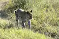 Leopard auf Safari in Afrika