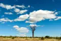 Baobab-Baum in einer Savannenlandschaft
