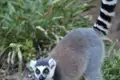 Katta mit geringeltem Schwanz in natürlicher Umgebung.