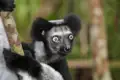 Ein Indri mit schwarzem und weißem Fell klammert sich an einen Baumstamm im Regenwald.