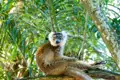 Lemur auf einem Ast
