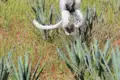 Ein Lemur in der Luft, während er über Pflanzen springt.