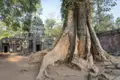 Mächtige Baumwurzeln neben einer Tempelruine.