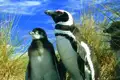 Zwei Pinguine in ihrem natürlichen Lebensraum.