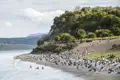 Große Gruppe von Pinguinen an einem Strand mit bewaldeter Küste im Hintergrund.