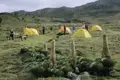 Campingplatz in den Bergen mit gelben Zelten und hohen Riesenlobelien im Vordergrund.