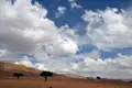 Wüstenlandschaft mit vereinzelten Bäumen und bewölktem Himmel.