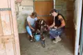 Zwei Reisende erleben das Melken einer Ziege auf einem Bauernhof.