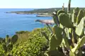 Kaktusfeigen und andere Vegetation an der Küste.