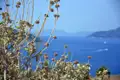 Verdorrte Pflanzen und das blaue Meer.