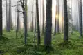 Sonnenlicht bricht durch den Nebel im Kiefernwald.