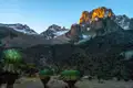 Spektakulärer Sonnenaufgang über dem Mount Kenia mit Blick auf die schneebedeckten Gipfel und die einzigartige Flora im Vordergrund.