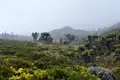 Riesen-Senezien und andere Vegetation im Nebel.