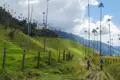 Zwei Mountainbiker auf einem Weg inmitten der hohen Palmen.