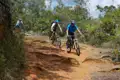 Mountainbiker bewältigen einen anspruchsvollen Weg mit freiliegenden Wurzeln.