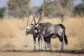Zwei Oryxantilopen in ihrem natürlichen Lebensraum.
