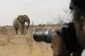 Fotograf beim Fotografieren eines Elefanten in der afrikanischen Savanne.