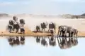 Afrikanische Elefantenherde beim Trinken an einem Wasserloch, staubige Umgebung.