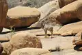 Kudu zwischen Felsen