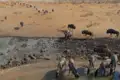 Gnus trinken an einem Wasserloch in einer trockenen Landschaft.