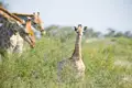 Junge Giraffe, umgeben von Gebüsch, während erwachsene Giraffen im Hintergrund fressen.