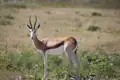Springbock-Antilope in ihrem natürlichen Lebensraum.