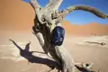 Reiseausrüstung: Ein Rucksack hängt an einem vertrockneten Baum in der Wüstenlandschaft.