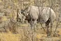 Spitzmaulnashorn in seinem natürlichen Lebensraum