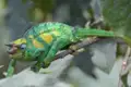 Ein Chamäleon mit grün-gelber Färbung sitzt auf einem Ast.